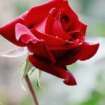 Thriving vegetable garden despite rocky soil, Using mulch and raised beds for success