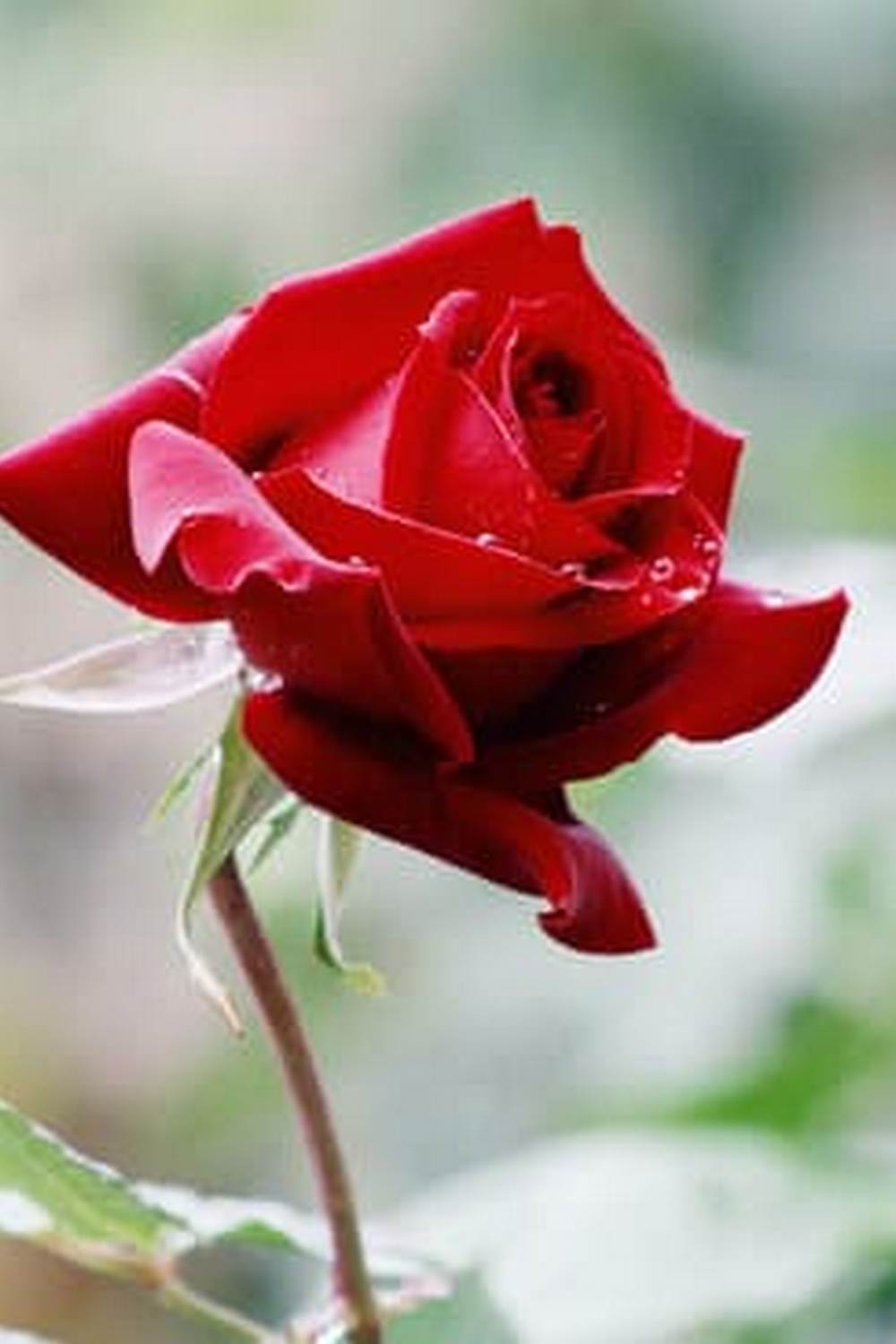 Thriving vegetable garden despite rocky soil, Using mulch and raised beds for success