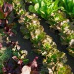 Container gardening for vegetables: creative ideas for small spaces and abundant harvests