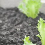 What the Best and Cheapest Gradular Gardens Fertilizer for Vegetable Affordable Organic Vegetable Garden Fertilizer - Best Option for Gradual Growth and Nutrient-Rich Soil