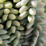 Is Amdro Quick Kill Safe for Vegetable Gardens Safe pest control: Amdro Quick Kill, ideal for vegetable gardens