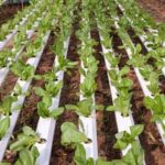 Organic Homemade Pesticide for Vegetable Gardens – Safe, Effective, and Eco-Friendly