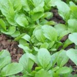 Vibrant vegetable gardens thrive in the unique climate of Phoenix, Arizona