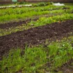 Vibrant vegetable garden designs, creative ideas for vegetable gardens using sustainable methods