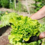 Using landscape fabric for vegetable gardens: pros, cons, and safety precautions to consider
