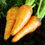 Beautiful and Functional Potager Designs for Vegetable Gardens: A Visual Guide