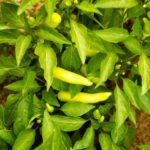 Vegetable Gardening in Alabama: Tips, Climate, and Soil Requirements for a Successful Harvest