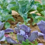 Natural pest control plants like marigolds and basil for vegetable gardens help repel pests