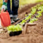 Vibrant Vegetable Gardening in Louisiana: Cultivating a Variety of Crops in the Bayou State