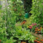 Explore expert tips and tricks for successful blog vegetable gardening at home