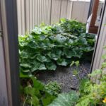 Easy to grow vegetable choices for first time gardener: tomatoes, zucchini, and lettuce