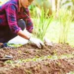 Productive Vegetable Gardening in August: Harvest, Water, and Maintain Plants for Summer Abundance