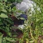 Container vegetable gardening South Texas: Sustainable, small-space gardening with a variety of fresh produce