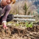 Vibrant Texas Hill Country gardening: growing fresh, organic vegetables