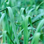 Natural insecticide for vegetable gardens: Neem oil, a safe and effective solution for pest control