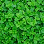 Shade vegetable gardening: Growing leafy greens and herbs in low-light conditions for a bountiful harvest