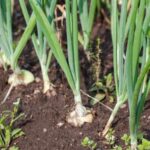 Vibrant gardening with flowers and vegetables, sustainable and colorful garden