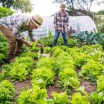 Rich, nutrient-dense soil mix for raised bed vegetable gardening - ideal for healthy plant growth