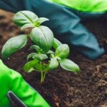 Nutrient-rich Expert Gardener Tomato and Vegetable Plant Food 12 10 5 for healthy, thriving plants