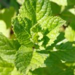 Vegetable Gardening Site Mnn.Com Explore sustainable vegetable gardening tips and tricks on MNN.com's vegetable gardening site