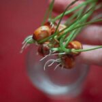Vegetables in Pots for Gardening: Compact Container Gardening for Fresh Produce