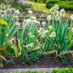 Beautiful Permaculture Vegetable Gardening showcasing sustainable practices, diverse plantings, and eco-friendly design.