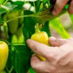 Delicious vegetable soup recipe from Better Homes and Gardens - perfect for a cozy night in