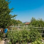 Step-by-step guide on using Expert Gardener Tomato and Vegetable Plant Food for healthier plants and better crop yield