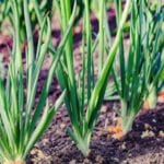 Small space gardening: Indoor vegetable gardening tips for small homes