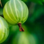 Expert Gardener Organic Tomato and Vegetable Plant Food Review: Essential for thriving plants and bountiful harvests