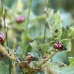 Maximize Yield with Compatible Vegetable Gardening - Tips for Planting Success