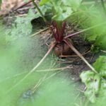 Best flowers for vegetable gardens: pollinator-attracting varieties like marigolds, sunflowers, and zinnias