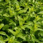 Practical guide: How to use kefir whey in vegetable gardening for better plant growth