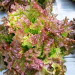 Vibrant public vegetable gardens showcasing a variety of fresh produce in the community