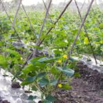 Vibrant and Sustainable Vegetable Garden in Gardening Australia