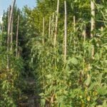 Using Cinder Blocks in Vegetable Gardens: Safety and Tips