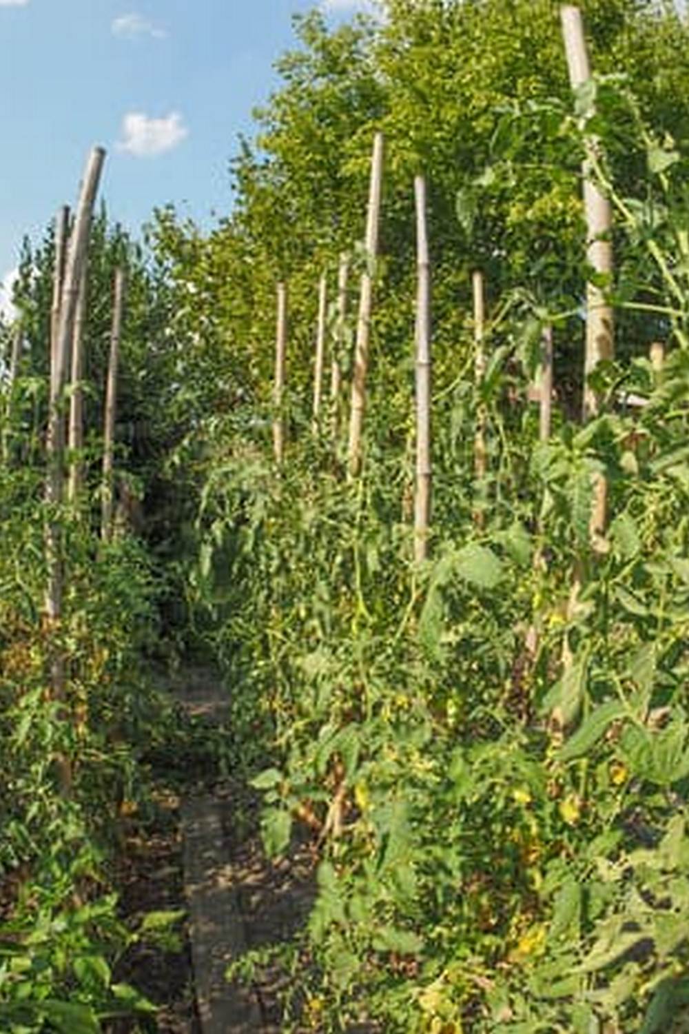 Using Cinder Blocks in Vegetable Gardens: Safety and Tips