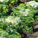 Beautiful vegetable gardening quotes: Inspiring words for your green thumb journey