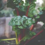 Sustainable organic fertilizer options for optimal vegetable growth in organic gardening practices