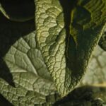 CANADIAN VEGETABLE GARDENS: Bountiful Harvest of Huge Vegetables