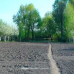 Image of the best vegetables for indoor gardening: lettuce, tomatoes, and bell peppers