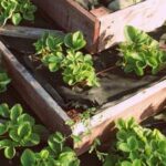 Comprehensive Guide: The Florida Vegetable Gardening Guide