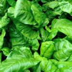 Benefits of Cocoa Mulch for Vegetable Gardens: Natural Weed Control and Soil Enrichment