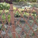 Using CCA Treated Pine for Vegetable Gardens: Considerations and Risks