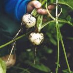 Thriving Vegetable Garden on the Oregon Coast