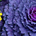 LovetoKnow guide to vegetable gardening in Austin, Texas - tips, ideas, and advice for gardening enthusiasts