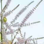 Best animal repellent for vegetable gardens: natural pepper spray deterrent for effective garden protection