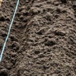 Thriving in the Heat: Vegetable Gardening Tips for Extreme Conditions