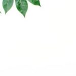 Bifenthrin applied in vegetable gardens for effective pest control and plant protection