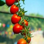 Low water vegetable gardening: raised beds, drought-tolerant species, efficient irrigation